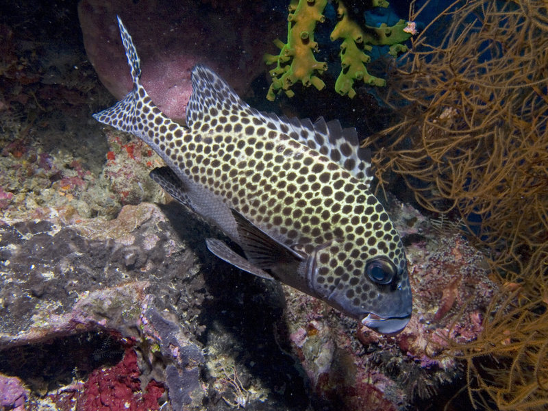 Sipadan, Harlequin Sweetlips